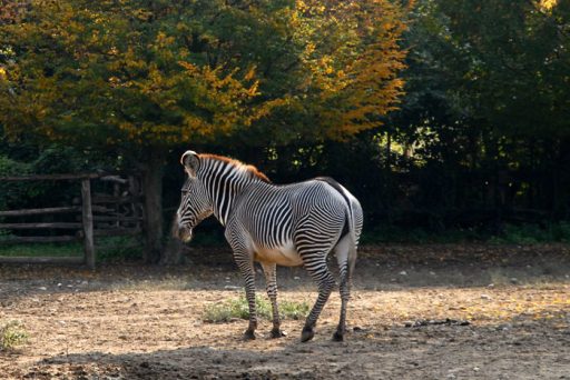 Zebra