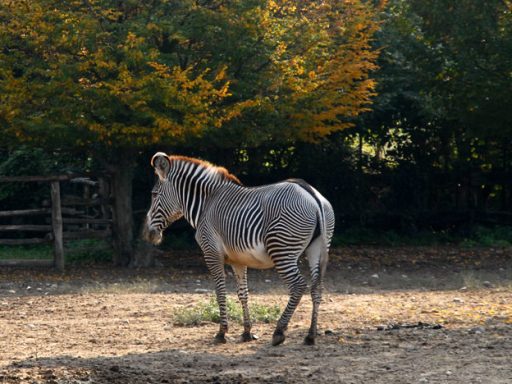 Zebra