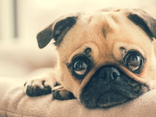 Dog Shower Baby Shower za pse