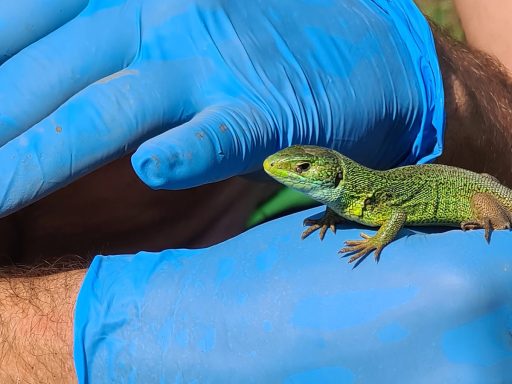 Zelenec Lacerta viridis na obisku2