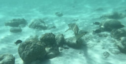 blacktip reef shark