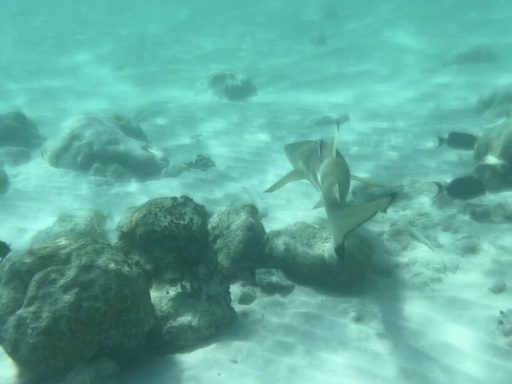blacktip reef shark