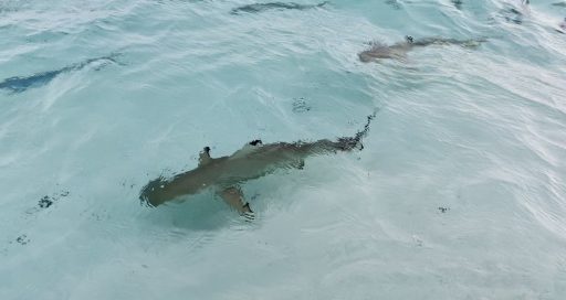 shark photo