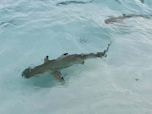 shark photo