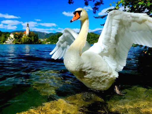 swan 694887 1280
