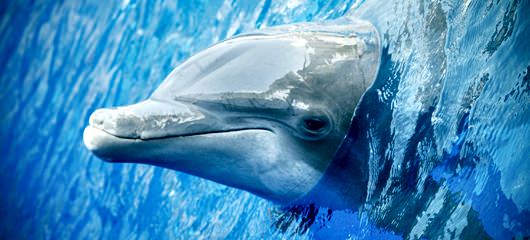 miami seaquarium