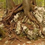 Fotopis Okreselj 7