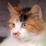 Mačka - Felis Silvestris Catus 1