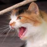 Mačka - Felis Silvestris Catus 2