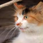 Mačka - Felis Silvestris Catus 3
