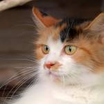 Mačka - Felis Silvestris Catus 4