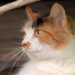 Mačka - Felis Silvestris Catus 5