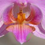 Orhideji Phalaenopsis Viroonchan Hybrid in Phalaenopsis Lucky Stripe x First Lady 1