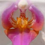 Orhideji Phalaenopsis Viroonchan Hybrid in Phalaenopsis Lucky Stripe x First Lady 2