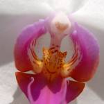 Orhideji Phalaenopsis Viroonchan Hybrid in Phalaenopsis Lucky Stripe x First Lady 3