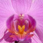 Orhideji Phalaenopsis Viroonchan Hybrid in Phalaenopsis Lucky Stripe x First Lady 4