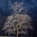 Logarska dolina 4