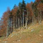 Logarska dolina 5