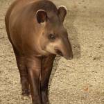 Fotopis Zoo Zagreb 8