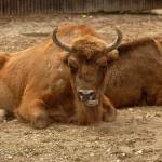 Fotopis Zoo Zagreb 11