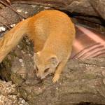 Fotopis Zoo Zagreb 12