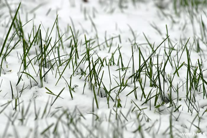 let-it-snow-01.jpg