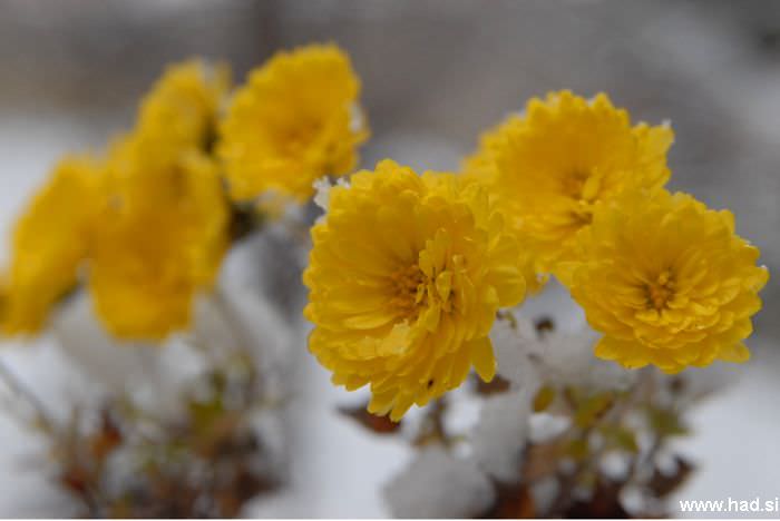 let-it-snow-02.jpg