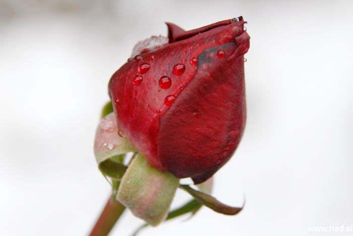 let-it-snow-04.jpg