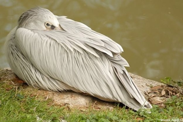 zoo-zagreb-04.jpg