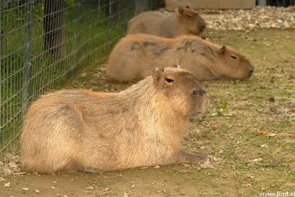 zoo-zagreb-07.jpg