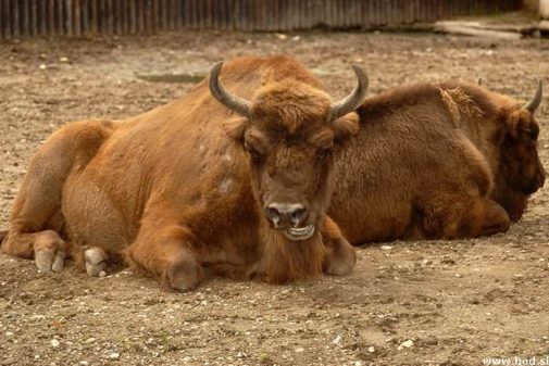 zoo-zagreb-11.jpg