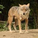 Fotopis Zoo Zagreb 29