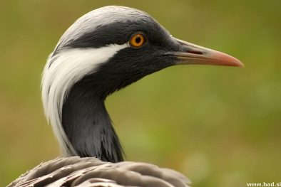 zoo-zagreb-17.jpg