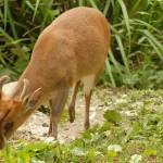 Fotopis Zoo Zagreb 33