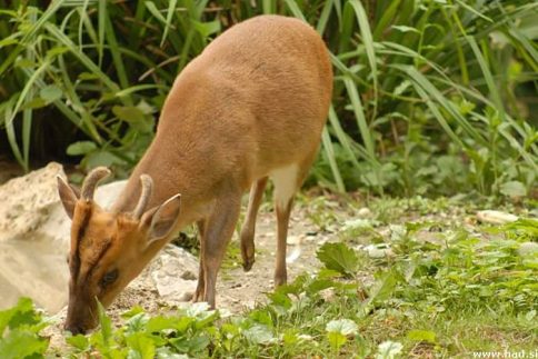 zoo-zagreb-18.jpg
