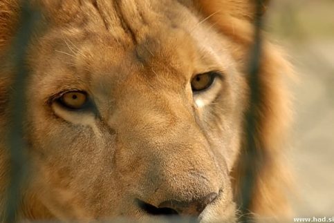 zoo-zagreb-19.jpg