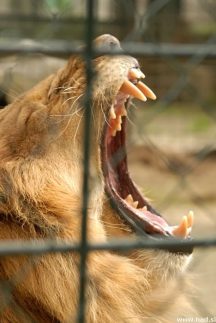 zoo-zagreb-20.jpg