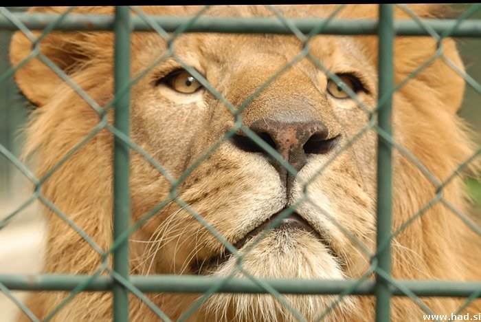 Fotopis Zoo Zagreb 36