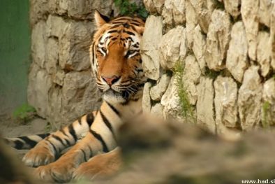 zoo-zagreb-22.jpg