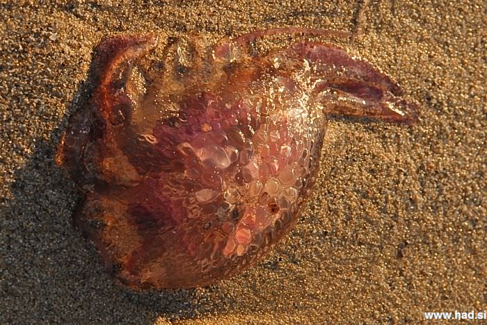 Džinovska meduza 6