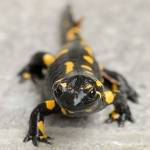 Salamandra salamandra - Močerad 1