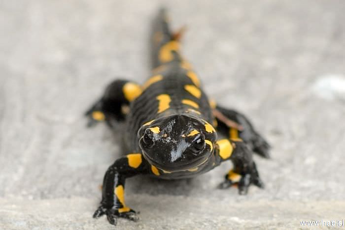 Salamandra salamandra - Močerad 1