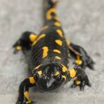 Salamandra salamandra - Močerad 2