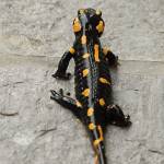 Salamandra salamandra - Močerad 3