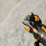 Salamandra salamandra - Močerad 4