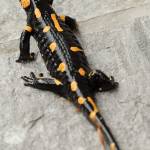 Salamandra salamandra - Močerad 5