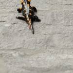 Salamandra salamandra - Močerad 6