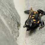 Salamandra salamandra - Močerad 7