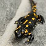Salamandra salamandra - Močerad 8