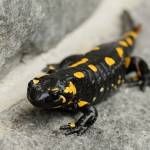 Salamandra salamandra - Močerad 9